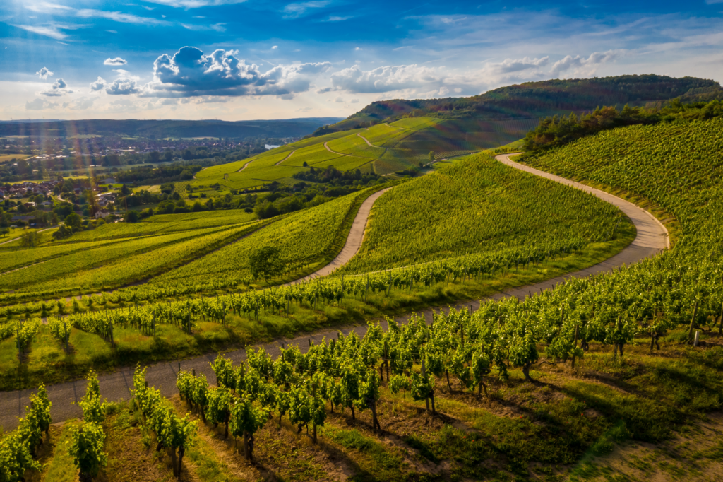 Hilly landscape with green vineyards and a winding road that runs through the rows under a sunny sky with clouds.